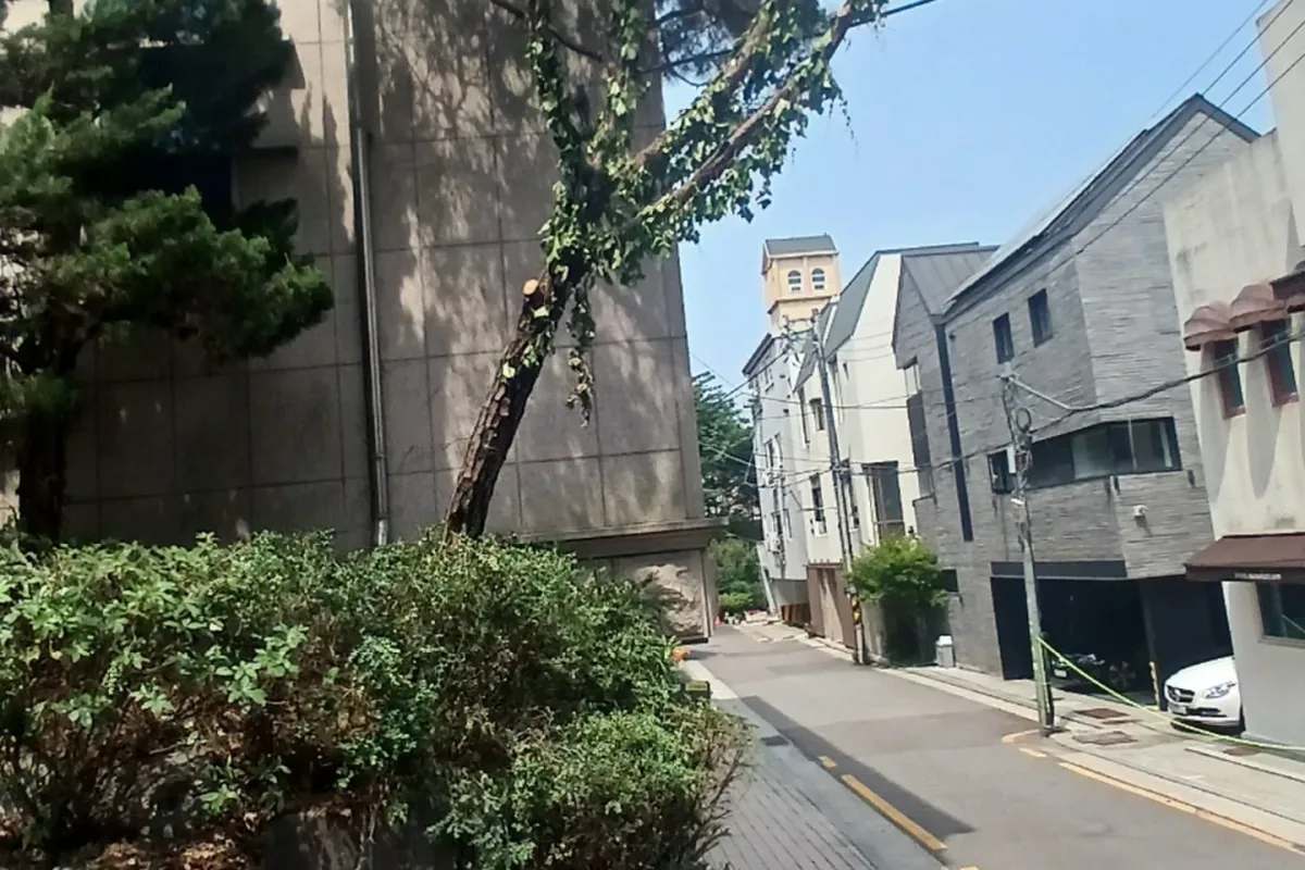 서초구 주차장 인접 소나무 전깃줄 가지치기 작업 전 사진