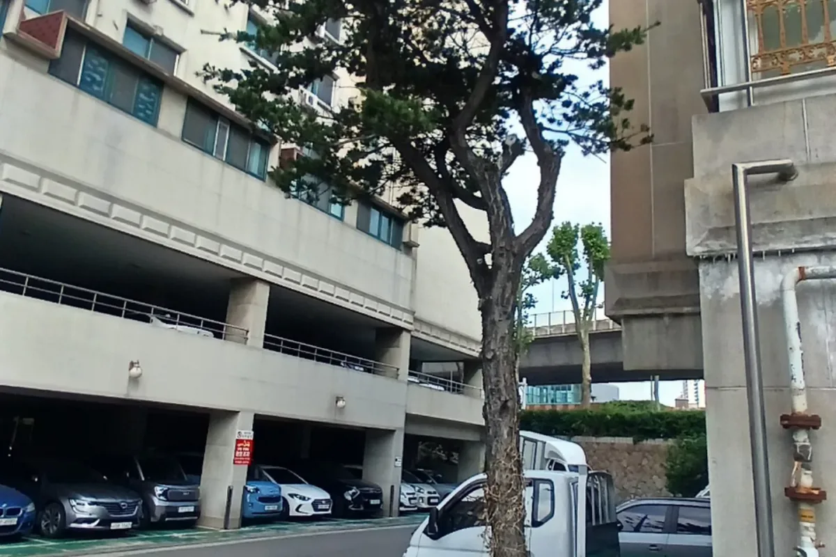 서대문구 화단 나무제거 작업 전 상태