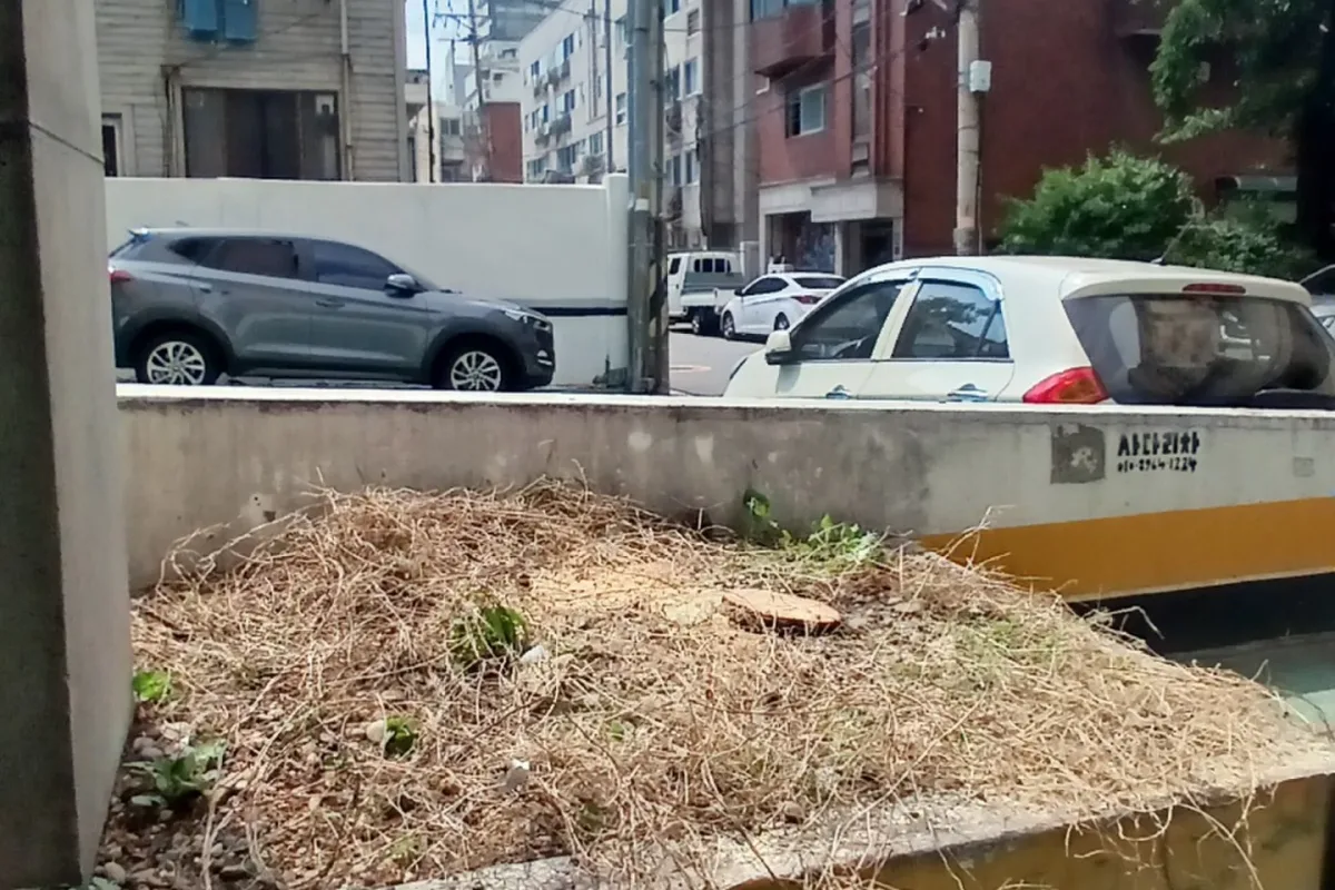서대문구 화단 나무제거 작업 후 정리된 모습